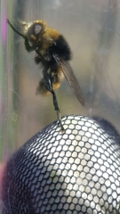 Merodon equestris