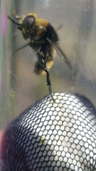 Merodon equestris
