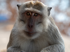 Macaca fascicularis