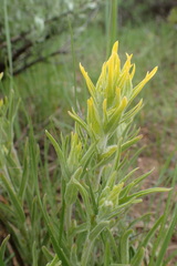 Castilleja flava