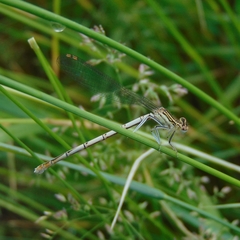 Platycnemis pennipes
