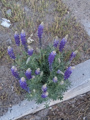 Lupinus lepidus confertus