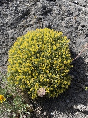 Physaria pulvinata