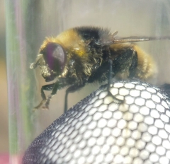 Merodon equestris