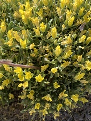 Physaria pulvinata
