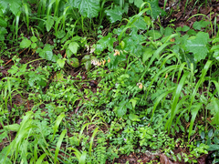 Lathyrus vestitus ochropetalus