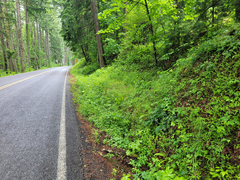 Lathyrus vestitus ochropetalus