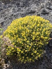 Physaria pulvinata