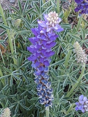 Lupinus lepidus confertus