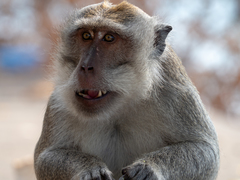Macaca fascicularis