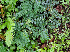 Lathyrus vestitus ochropetalus