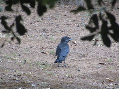 Corvus monedula