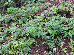 Lathyrus vestitus ochropetalus