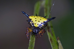 Macracantha hasselti