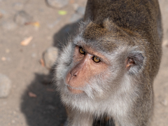 Macaca fascicularis