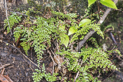 Lindsaea trichomanoides