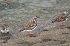 Arenaria interpres