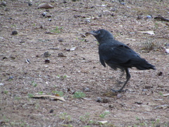 Corvus monedula
