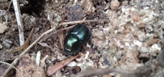 Onthophagus orpheus