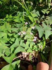 Oxalis triangularis
