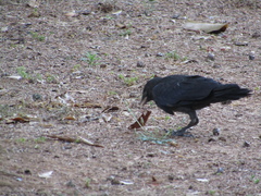 Corvus monedula