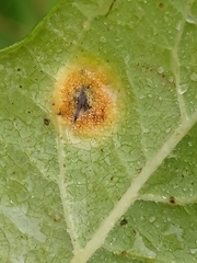 Puccinia smilacis