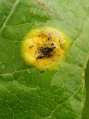 Puccinia smilacis