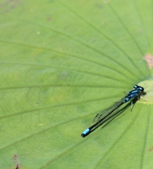 Enallagma geminatum