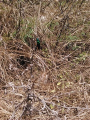 Plinthocoelium suaveolens