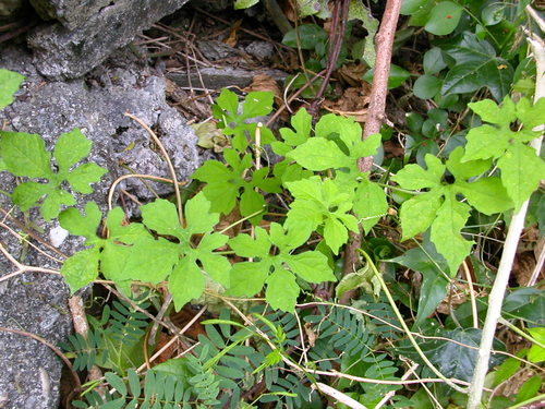 Subspecies Momordica charantia charantia · iNaturalist