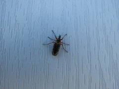 Bibio xanthopus
