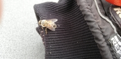 Apis mellifera