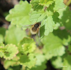 Bombylius minor