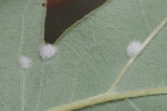 Neuroterus quercusverrucarum