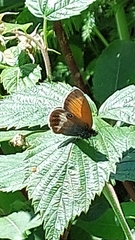 Coenonympha