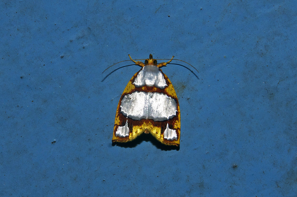 Titulcia