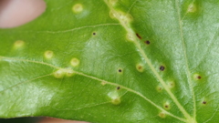 Neuroterus quercusverrucarum