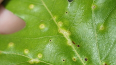 Neuroterus quercusverrucarum
