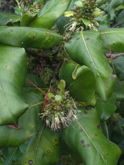Coprosma macrocarpa macrocarpa