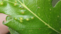 Neuroterus quercusverrucarum