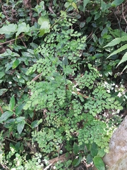 Adiantum