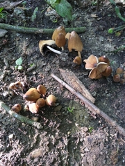 Coprinellus micaceus