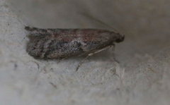 Ephestia elutella