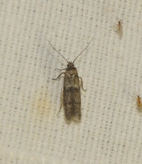 Blastobasis phycidella