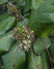 Coprosma macrocarpa macrocarpa