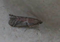 Ephestia elutella