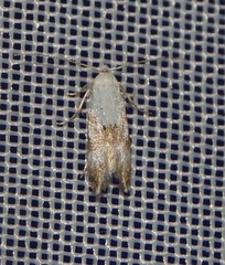 Bucculatrix frangutella