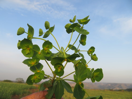 Euphorbia valerianifolia