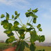 Euphorbia valerianifolia - Photo (c) יאיר אור, algunos derechos reservados (CC BY-NC-SA), subido por יאיר אור