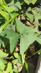 Oxalis triangularis